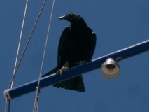 Jote en el Tres Brazas