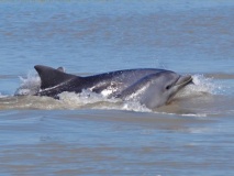 Fotos de la Ría <a href='http://200.58.115.128/~x071vm02/documents/boletines/32.pdf' id='linkFuera' target='_blank'>Click Acá</a>