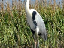 Fotos de la ría 2 <a href='http://200.58.115.128/~x071vm02/documents/boletines/33.pdf' id='linkFuera' target='_blank'>Click Acá</a>